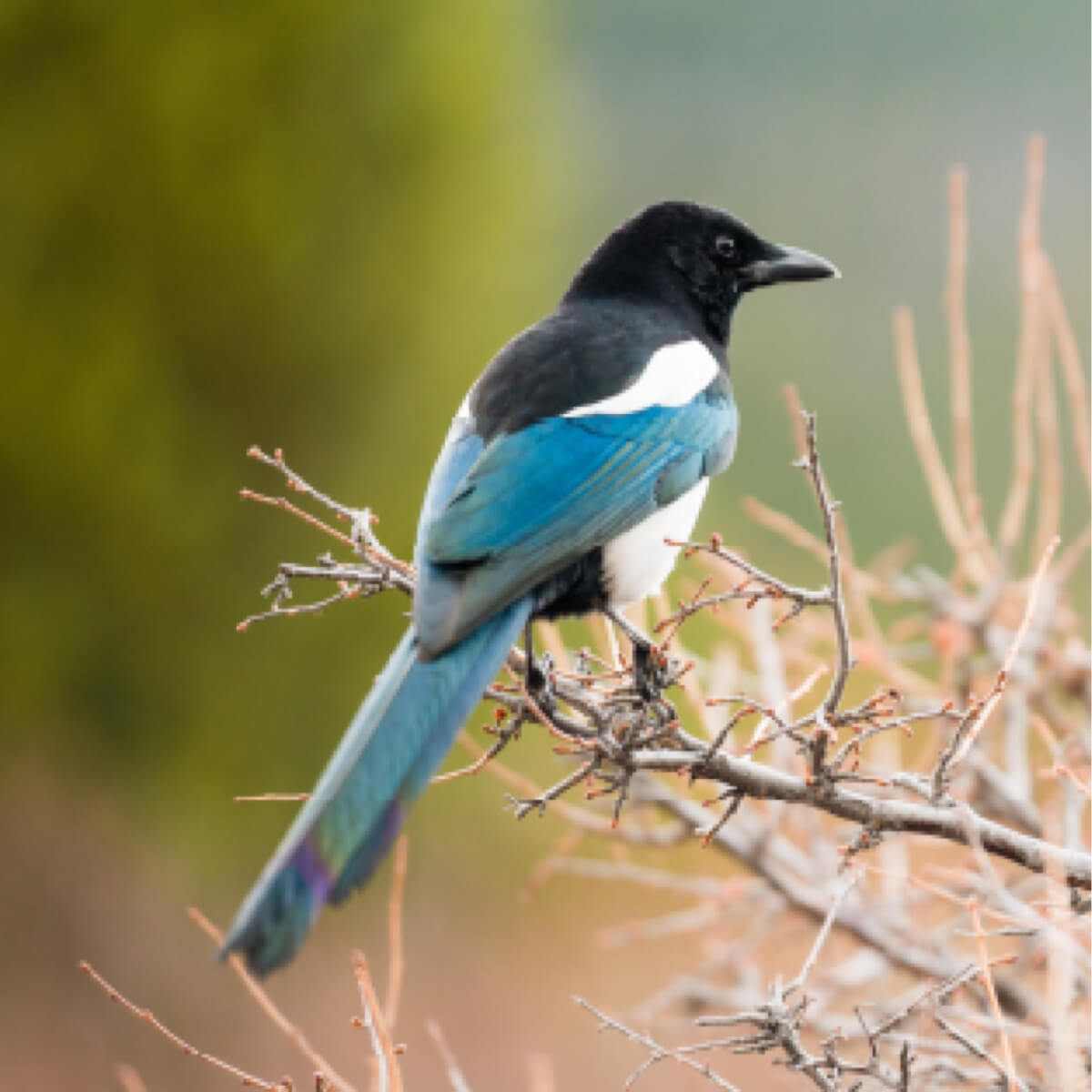 Magpie Image